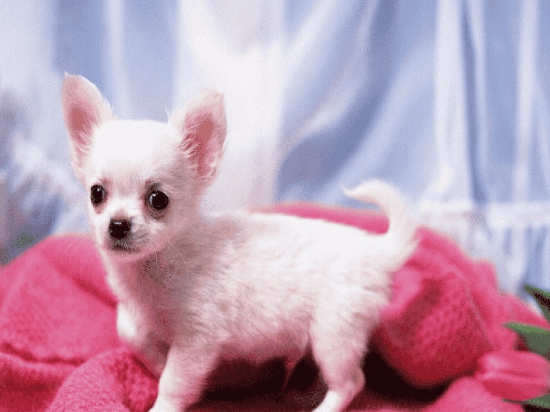 人工受精移植的费用（做试管视频动画）